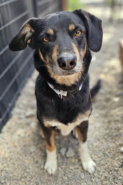 NICO