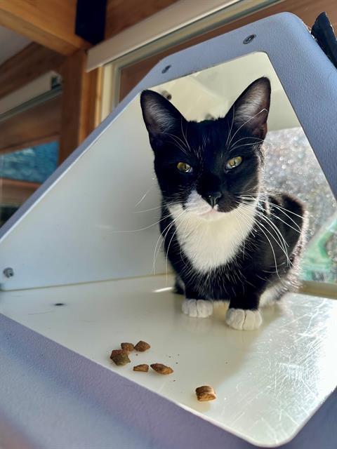 SAMANTHA, an adoptable Domestic Short Hair in Frisco, CO, 80443 | Photo Image 1