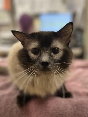 SIMBA, Adult Male Domestic Long Hair