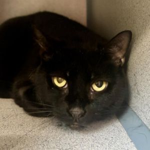 JANET, Adult Female Domestic Short Hair