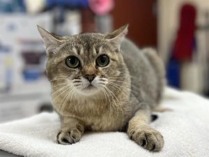 IGGY, Adult Female Domestic Short Hair