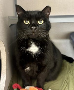 MAMA KITTY, Adult Female Domestic Short Hair