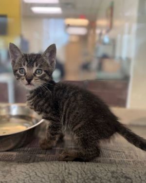 Bon Temp, Baby Male Domestic Short Hair