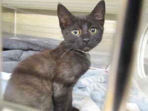 CANARY, Baby Female Domestic Short Hair