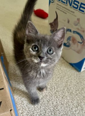 Pink Lemonade is a two month old sweetheart ready to find her loving home She was just one month ol
