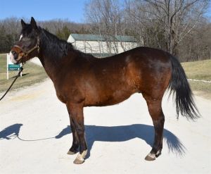 AVARIC, Senior Male unknown