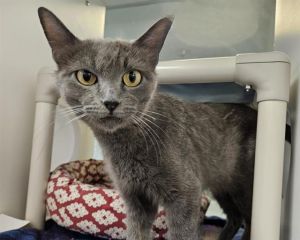 GRACIE, Adult Female unknown