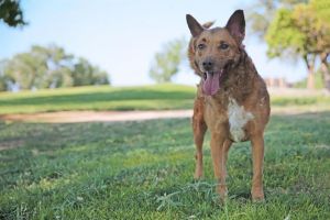 LUCY, Adult Female unknown