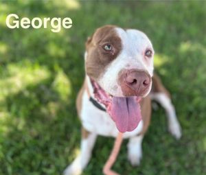 GEORGE, Young Male unknown