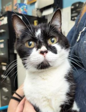 NATASHA, Adult Female unknown