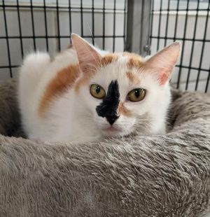 MOLLY, Adult Female unknown