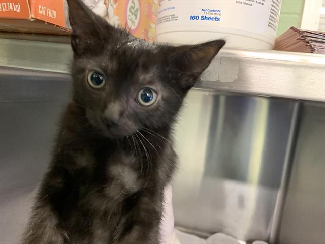 OREO
