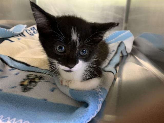 MITTENS