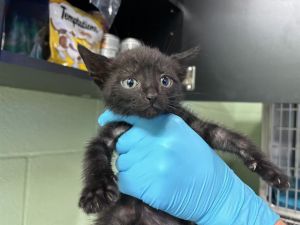 SNOWBALL III, Baby Male Domestic Short Hair