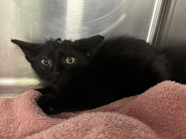 BELLATRIX