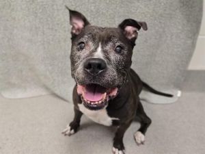 JUNE Pit Bull Terrier Dog