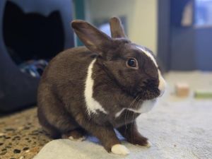 PEANUT Bunny Rabbit Rabbit