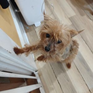 Roger Yorkshire Terrier Dog