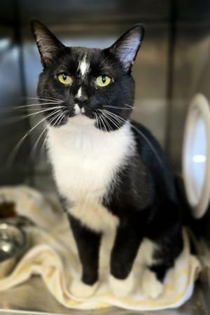 ERNIE, Young Male Domestic Short Hair