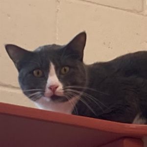 SNUGGLES, Young Female Domestic Short Hair