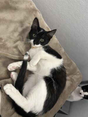 ERIC Domestic Short Hair Cat
