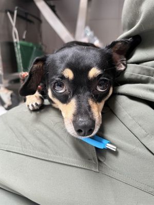 LOLA Chihuahua Dog
