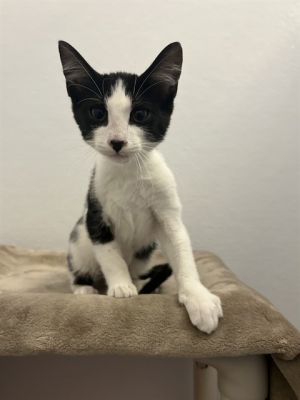 EVAN Domestic Short Hair Cat