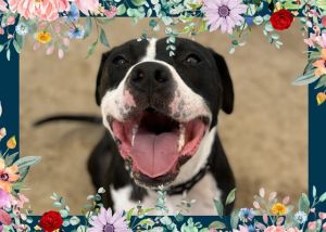 BROWSER Pit Bull Terrier Dog