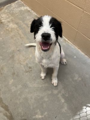 MARK German Wirehaired Pointer Dog