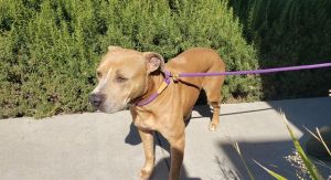 DUTCHESS Pit Bull Terrier Dog