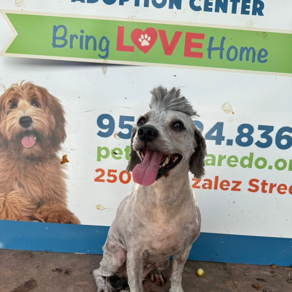 Darla, an adoptable Poodle, Cocker Spaniel in Laredo, TX, 78041 | Photo Image 1