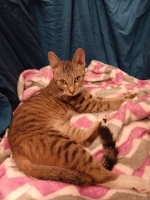 DECEMBER, Young Female Domestic Short Hair