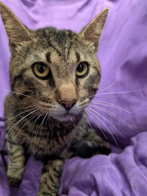 DEEJAY, Adult Male Domestic Short Hair