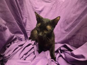 PRETZEL, Young Female Domestic Short Hair