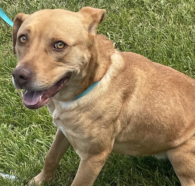 COCO, an adoptable Pit Bull Terrier, Labrador Retriever in Casper, WY, 82601 | Photo Image 1