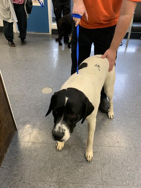 MAX, an adoptable Great Pyrenees, Labrador Retriever in Casper, WY, 82601 | Photo Image 1