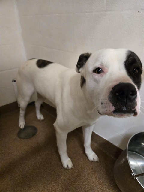 SPOT, an adoptable Boxer, Pit Bull Terrier in Casper, WY, 82601 | Photo Image 1