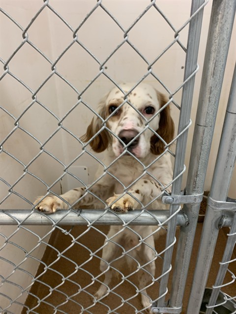 WALTER, an adoptable English Springer Spaniel in Casper, WY, 82601 | Photo Image 1