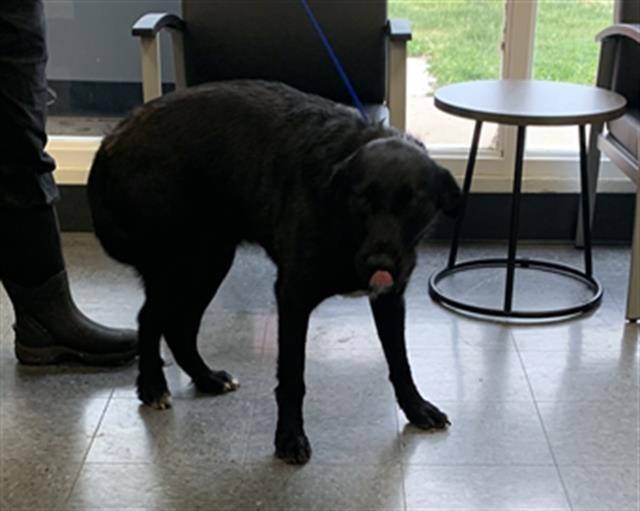 BRUT, an adoptable Great Pyrenees, Labrador Retriever in Casper, WY, 82601 | Photo Image 1