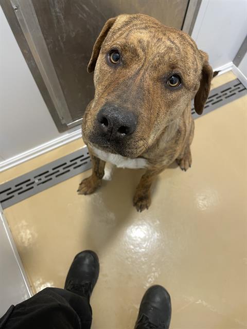STELLA, an adoptable Pit Bull Terrier in Casper, WY, 82601 | Photo Image 1
