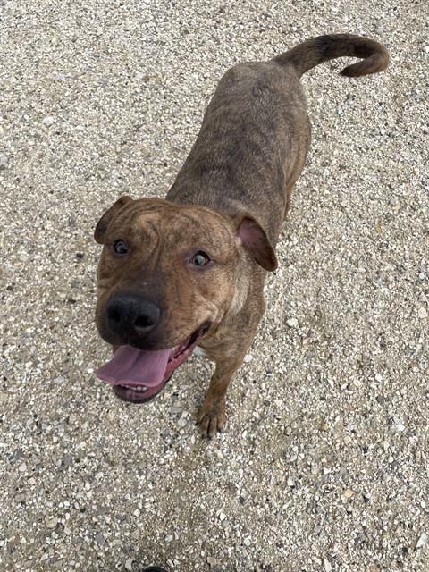 STELLA, an adoptable Pit Bull Terrier in Casper, WY, 82601 | Photo Image 1