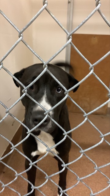 GRACIE BAY, an adoptable Plott Hound, Border Collie in Casper, WY, 82601 | Photo Image 1