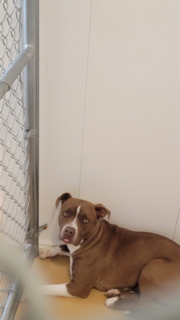 WILLOW, an adoptable Pit Bull Terrier in Casper, WY, 82601 | Photo Image 1
