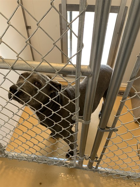 AGATHA, an adoptable Pit Bull Terrier, Mixed Breed in Casper, WY, 82601 | Photo Image 1