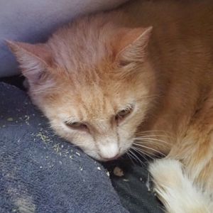 Tsunami, Adult Male Domestic Short Hair