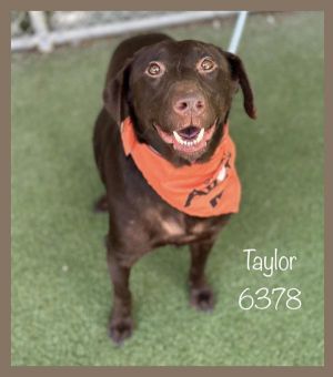 Taylor (85) Labrador Retriever Dog