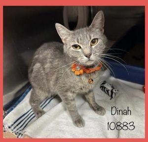 Dinah (616) Domestic Short Hair Cat