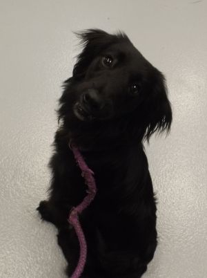 Primary Color Black Weight 208lbs Age 0yrs 10mths 0wks