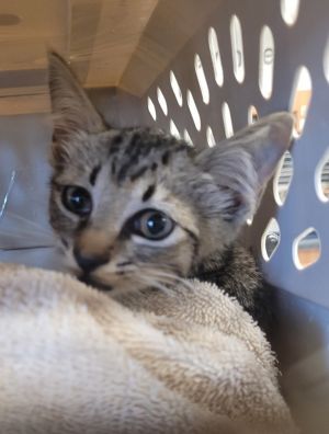 Pen 19 Domestic Short Hair Cat