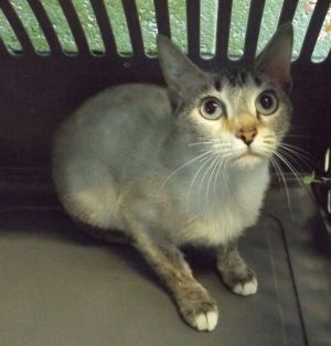 Primary Color Tabby Point Weight 6lbs Age 1yrs 0mths 0wks